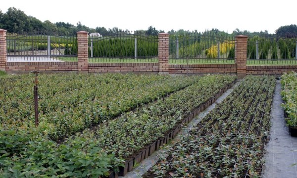 Pflanzen der Baumschule Czarneccy - Foto 3