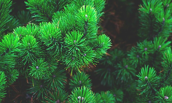 Heidepflanzen Azaleen Spezialisierung der Baumschule CZARNECCY