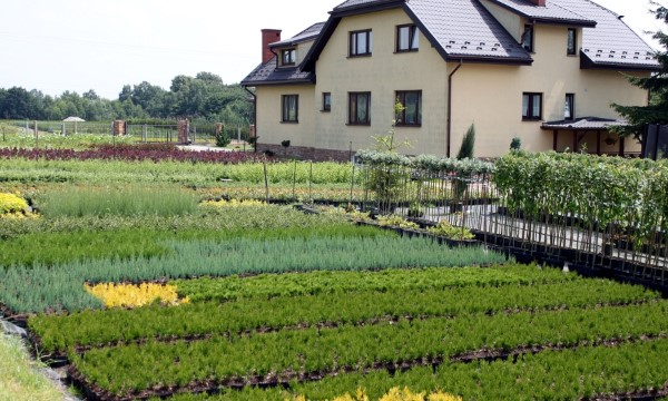 Rhododendren verschiedener Sorten CZARNECCY professioneller Anbau