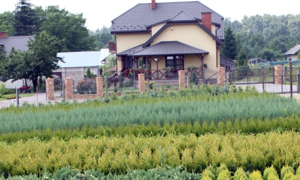 Heidekraut und Erika Kollektion der Baumschule CZARNECCY Expertenqualität