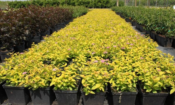 Zierlaubpflanzen Baumschule CZARNECCY langjährige Erfahrung